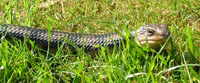 blue tongue skink pictures