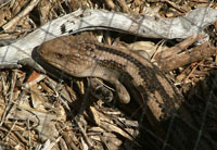 sunbaking blue tongue lizard