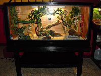 Gail's homemade Reptile enclosure and stand