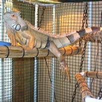 Plans For Building An Iguana Cage